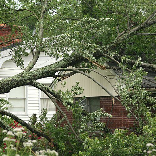 Fallen Tree — Houston, TX — Houston Tree Service Team