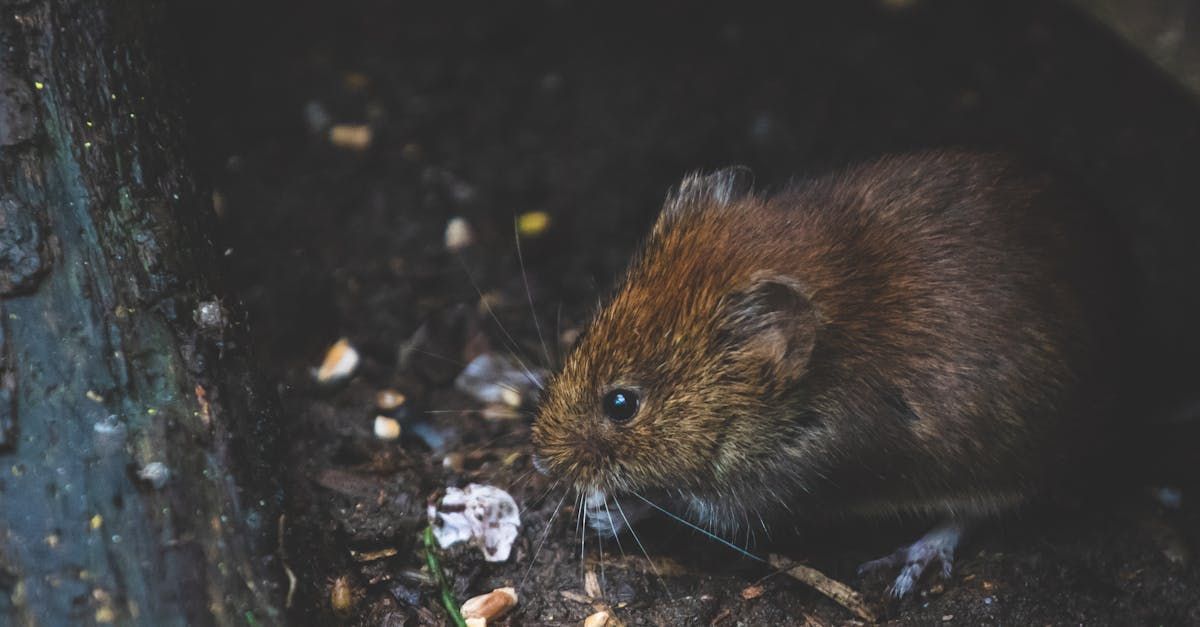 A mouse is sitting in the dirt next to a tree trunk.