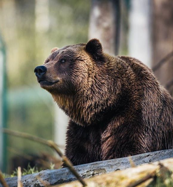 A brown bear is sitting on a log in the woods.