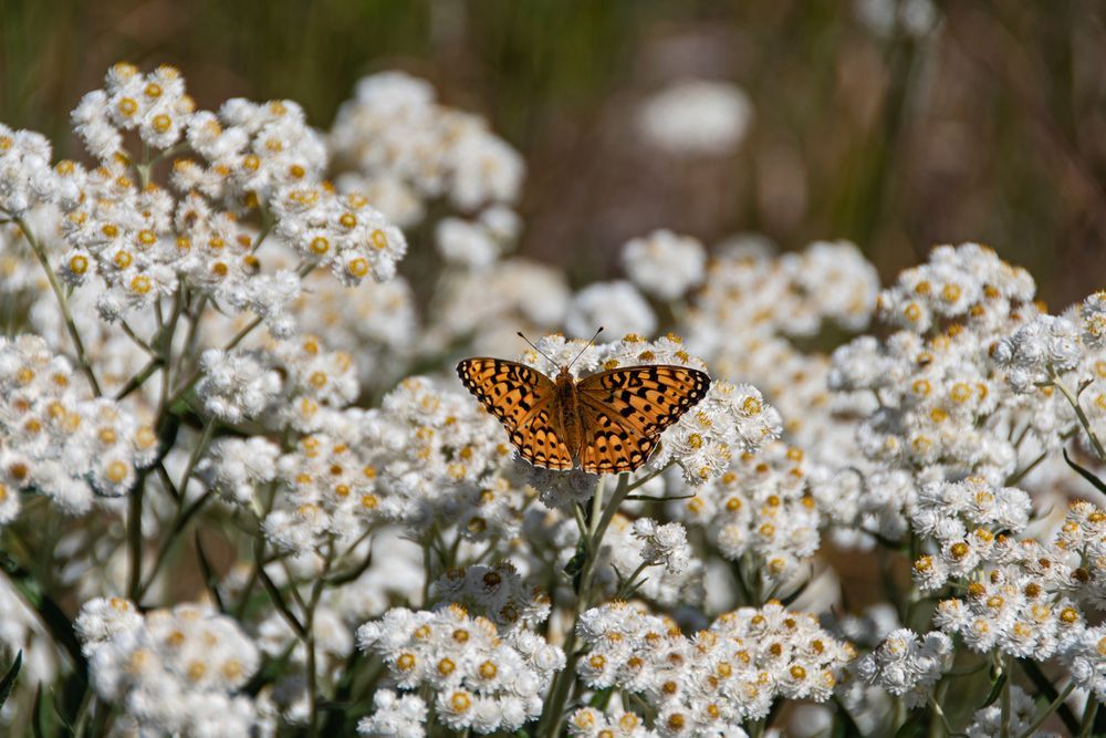 Orange butterfly with black markings perched on white and yellow flowers.