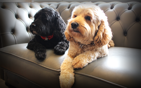 Pet Spa Loving Touch Pet Salon 345+ Dog Grooming Business Names