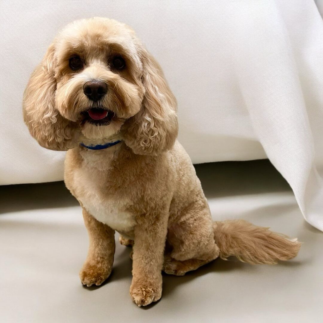 Signature Cockapoo