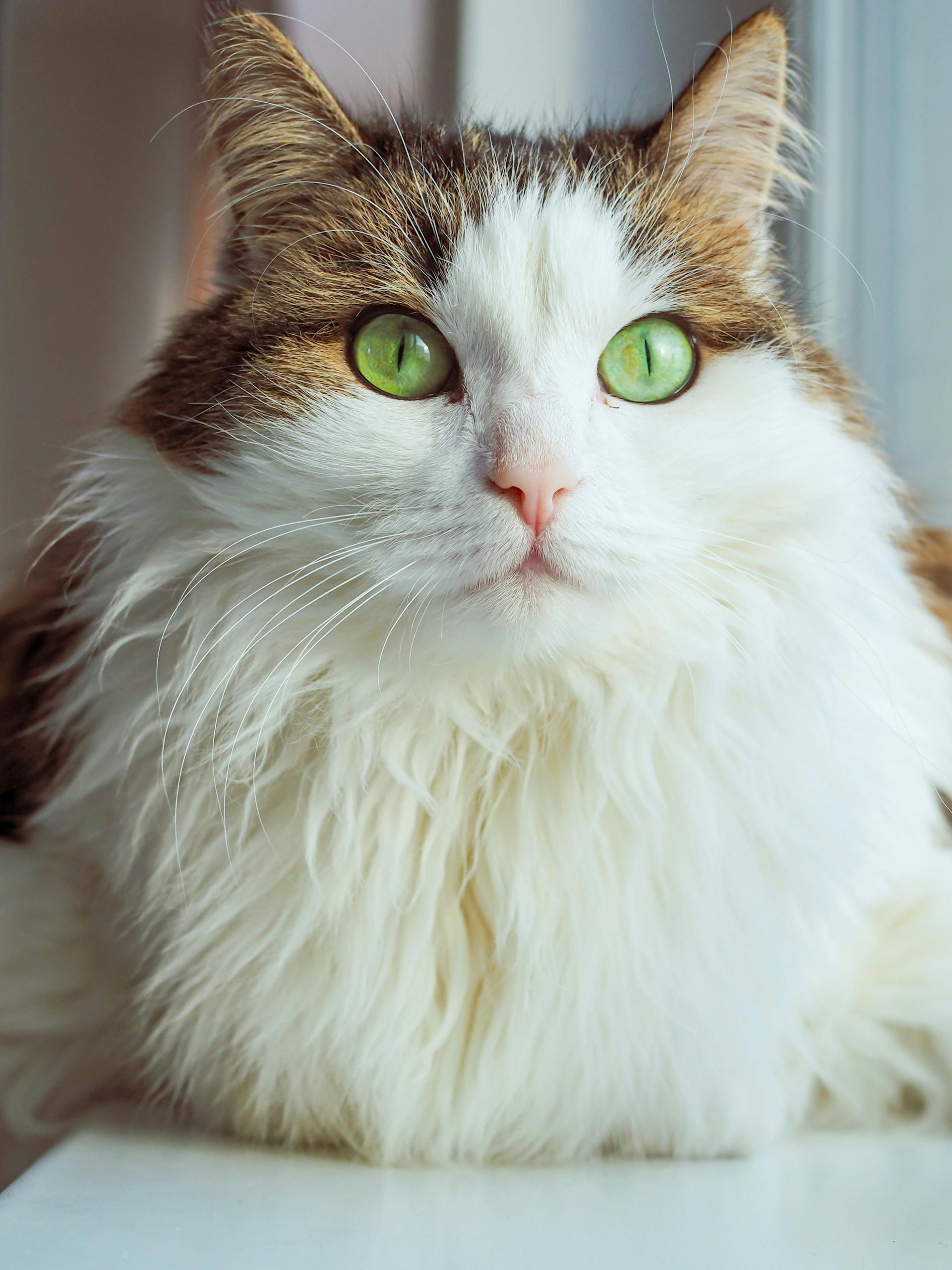 Long-Haired Wash & Dry