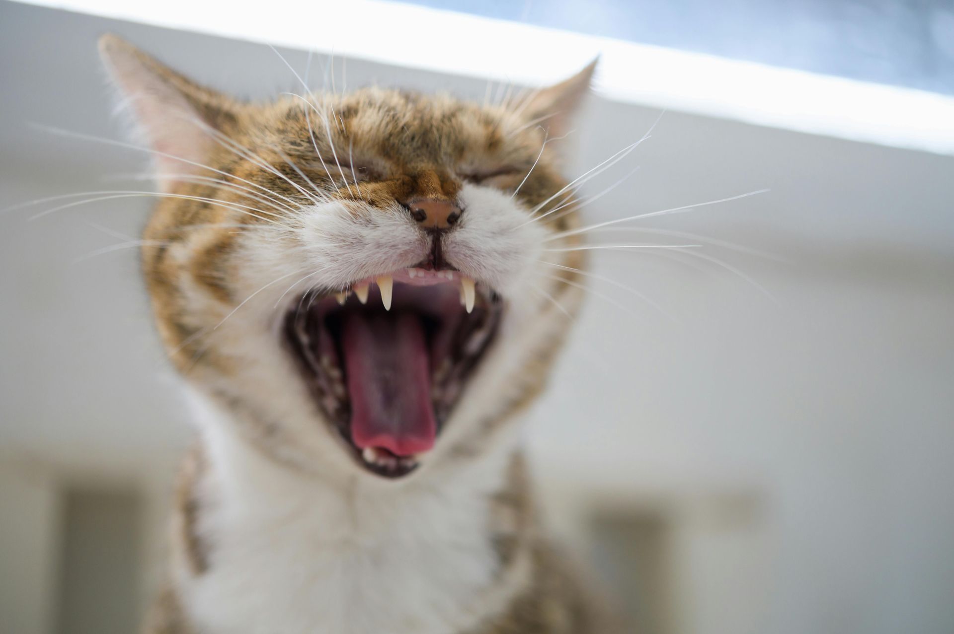 Cat Yawning