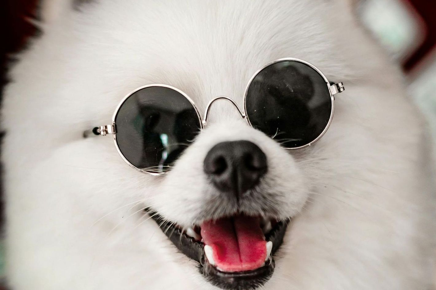 Dog in Glasses