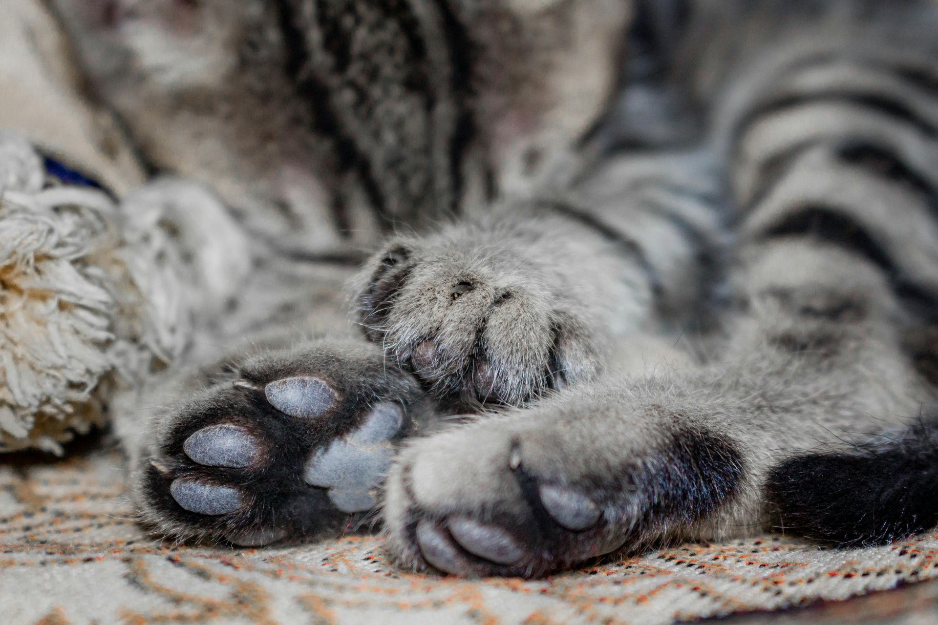 Cat Paws