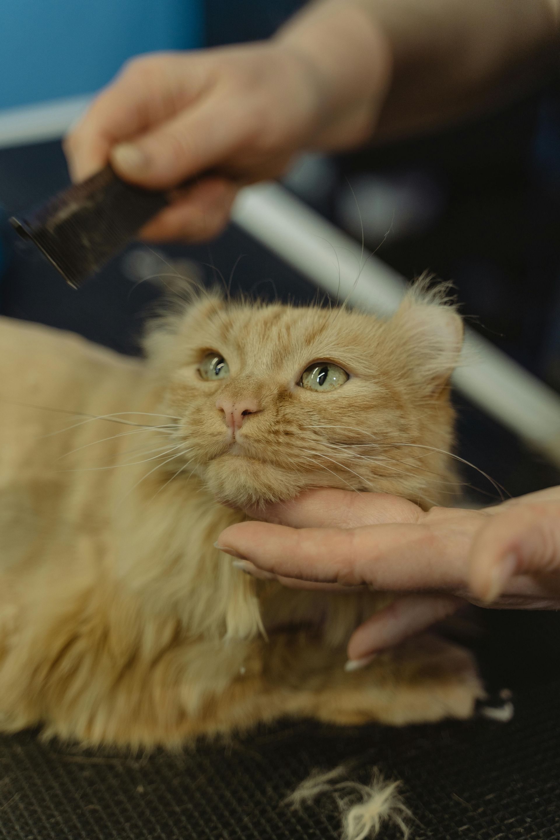 Cat Grooming