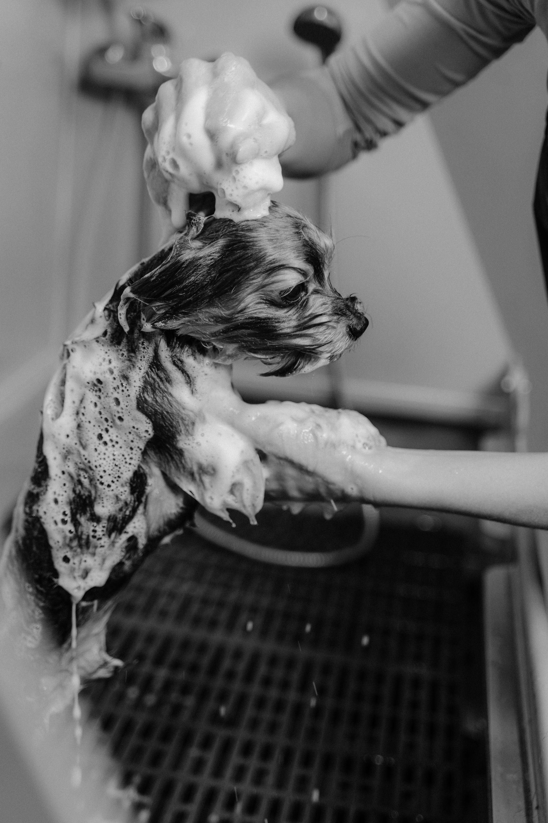 Flea Bath