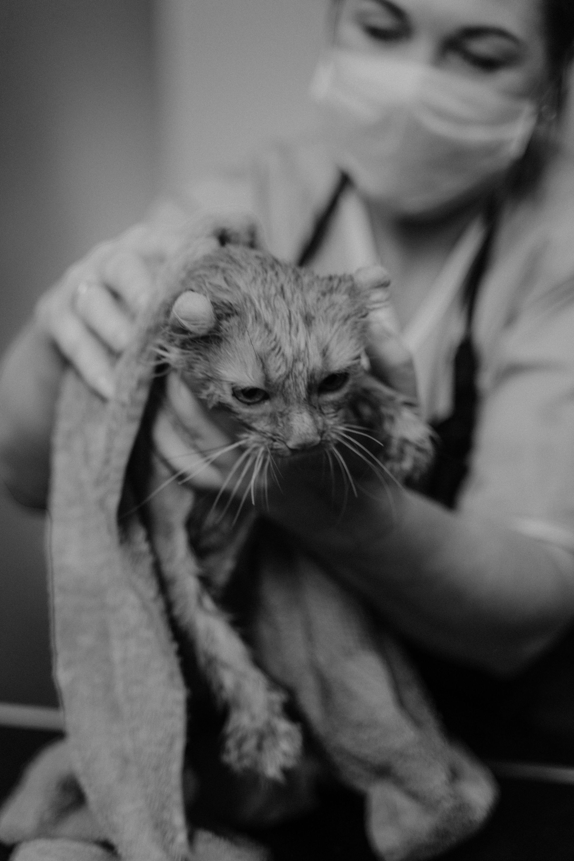 Cat Flea Bath