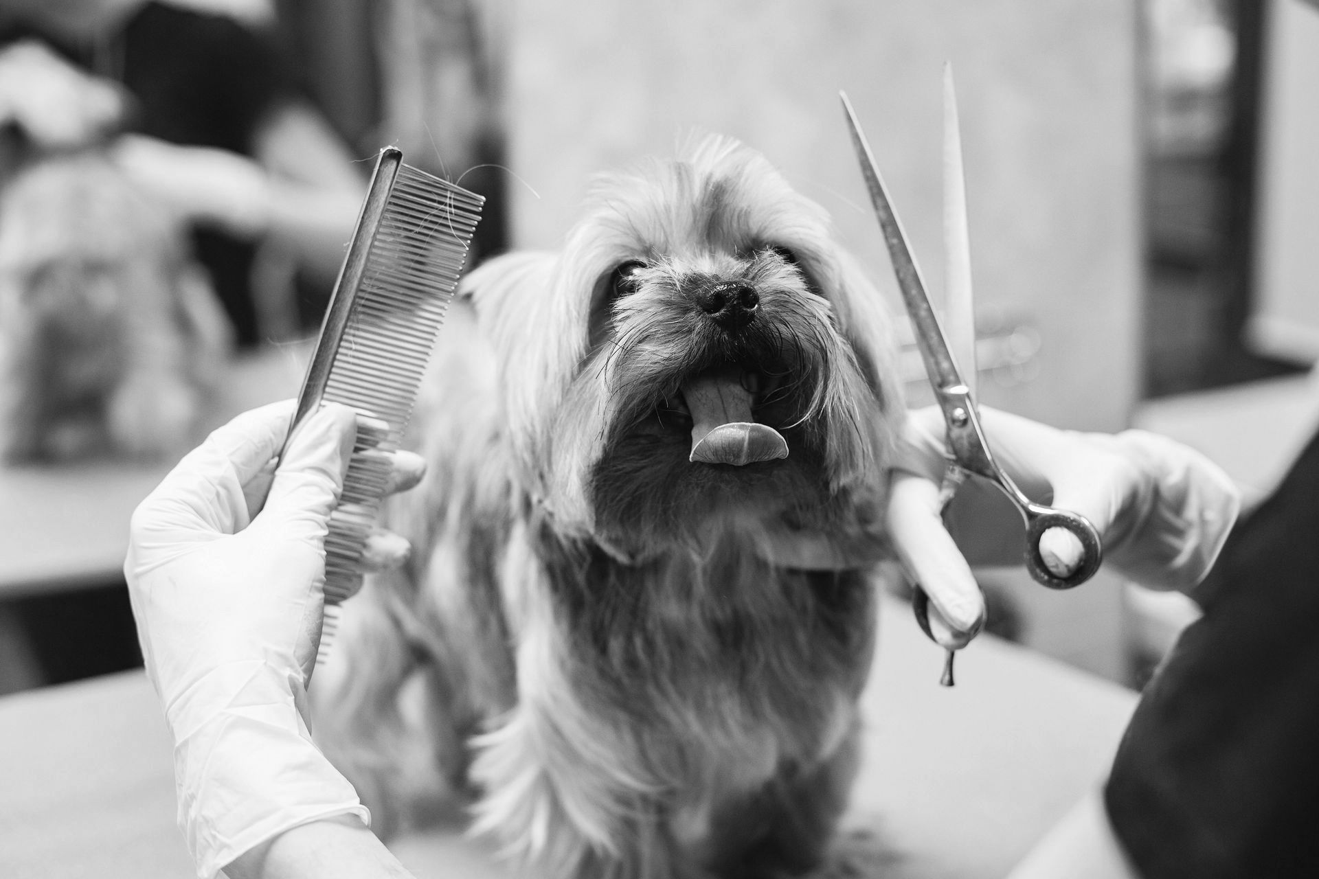 Dog Groomins