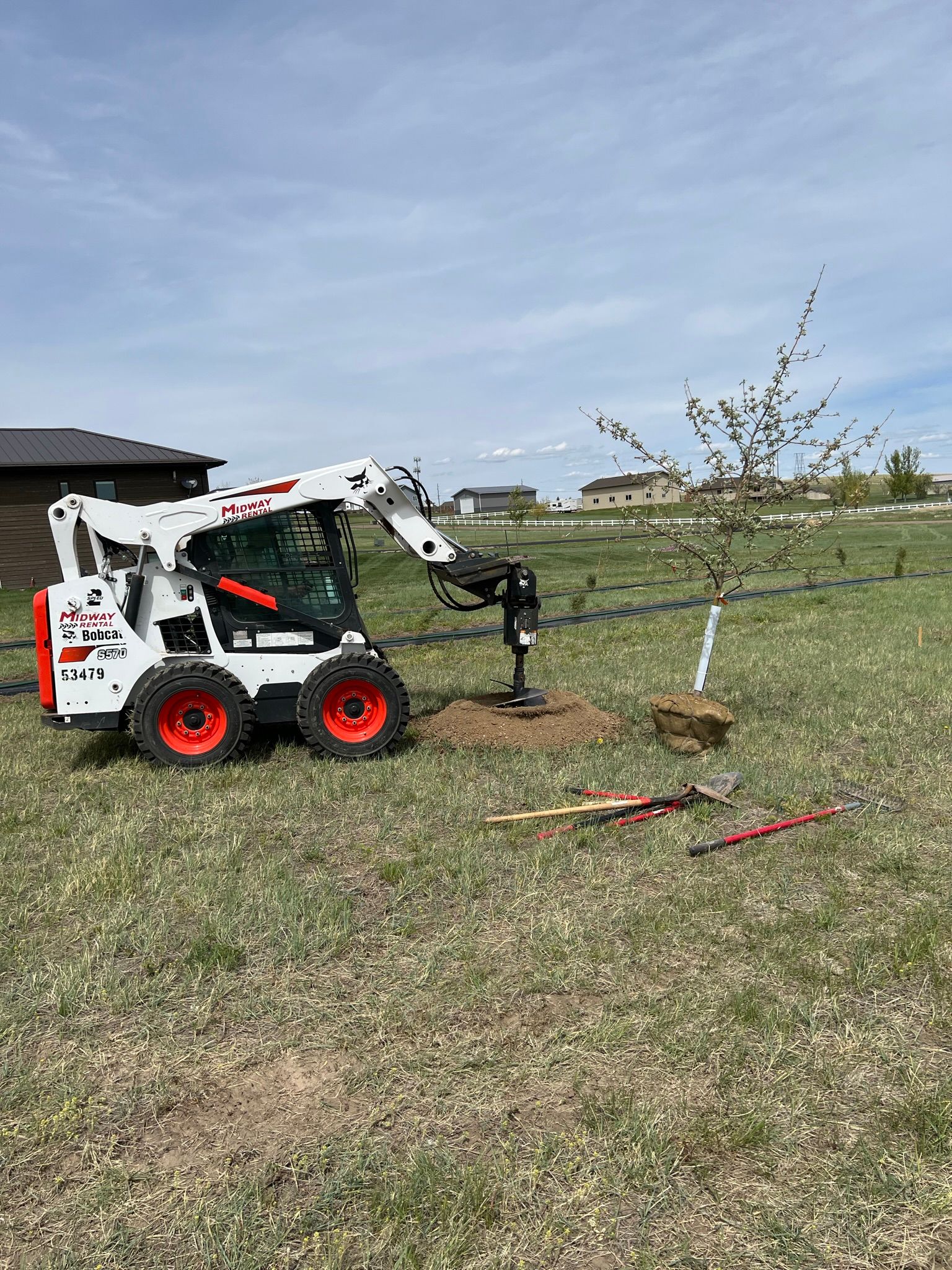 Bobcat skid-steer with auger digging hole for tree planting in a grassy yard on a sunny day.