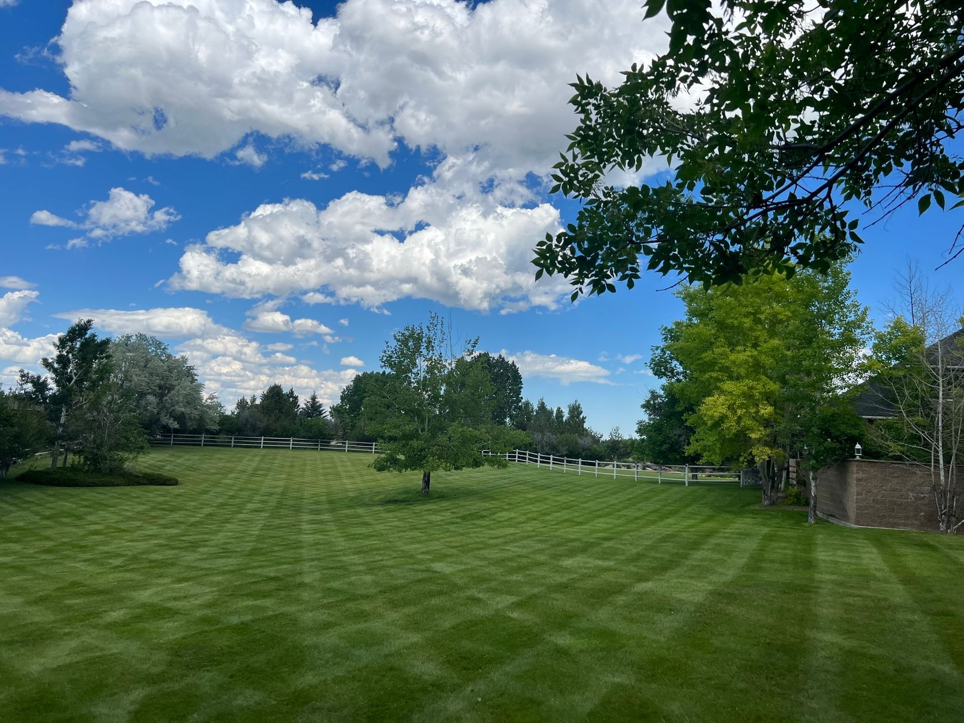 Lush green lawn with mowing patterns under a bright blue sky with fluffy white clouds, framed by trees.