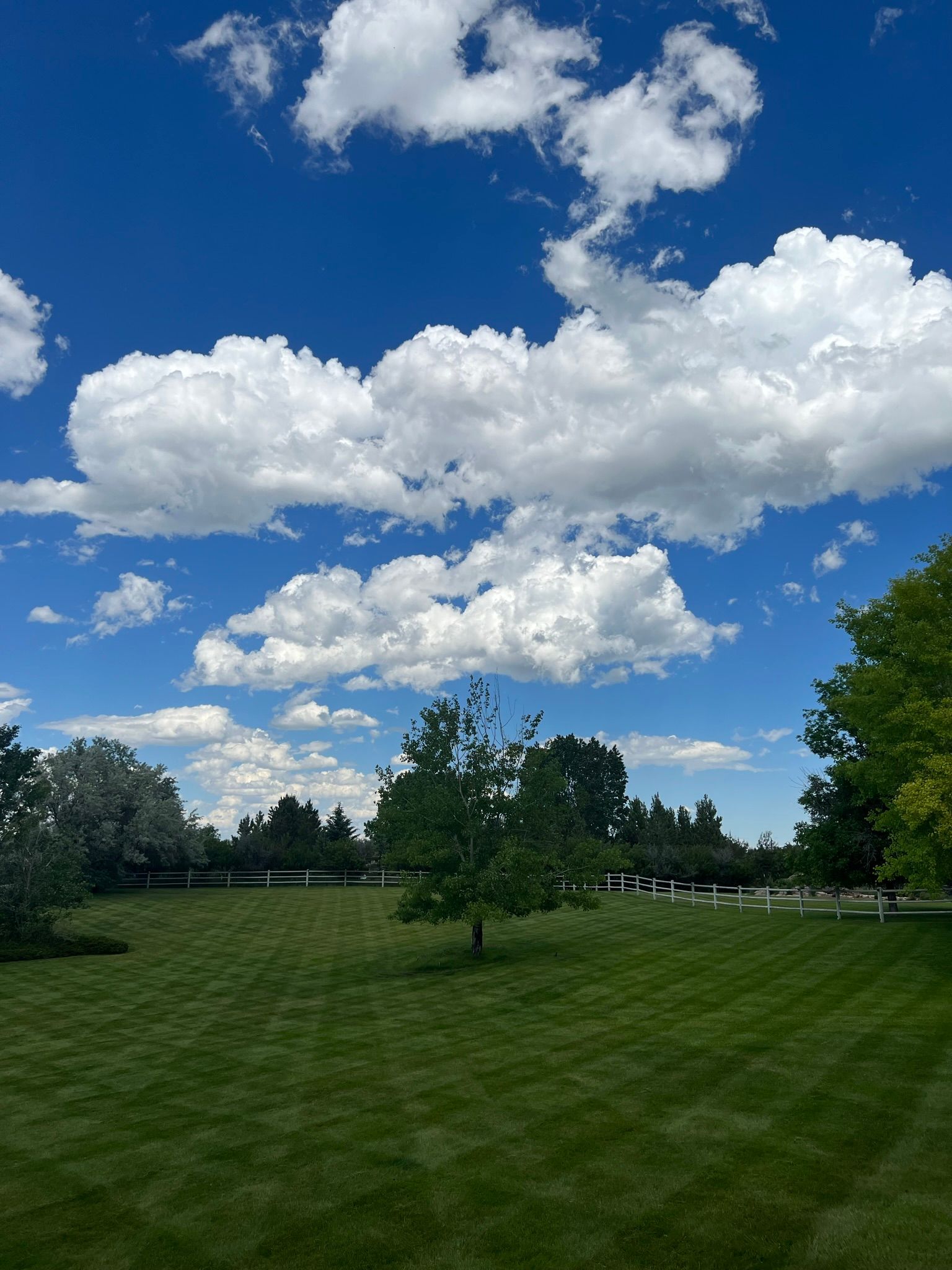 Lush green lawn under a bright blue sky dotted with puffy white clouds; trees line the edge of the yard.
