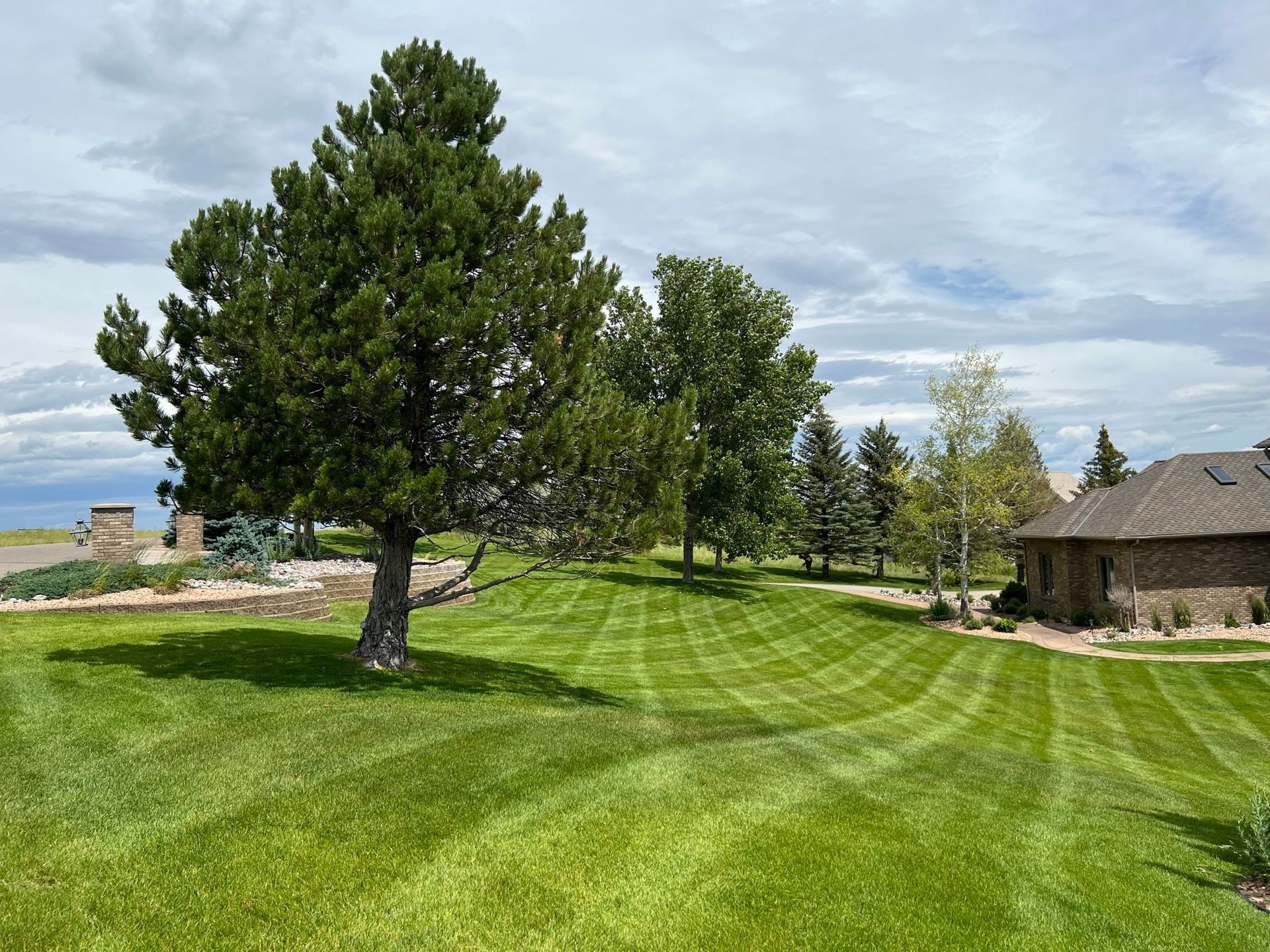 Lush green lawn with striped mowing pattern, a large pine tree, and a brick house under a cloudy sky.