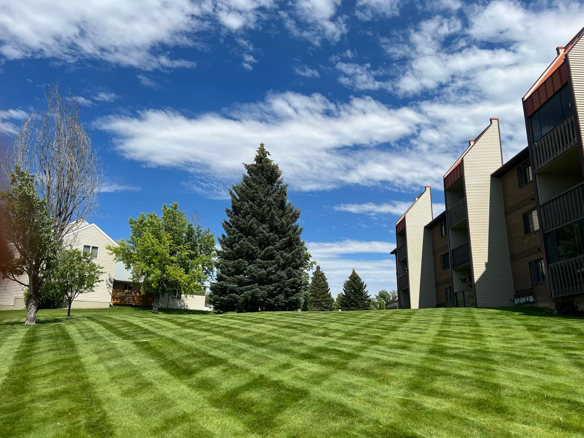 Well-manicured lawn with pattern, large evergreen, blue sky with clouds, apartment buildings.