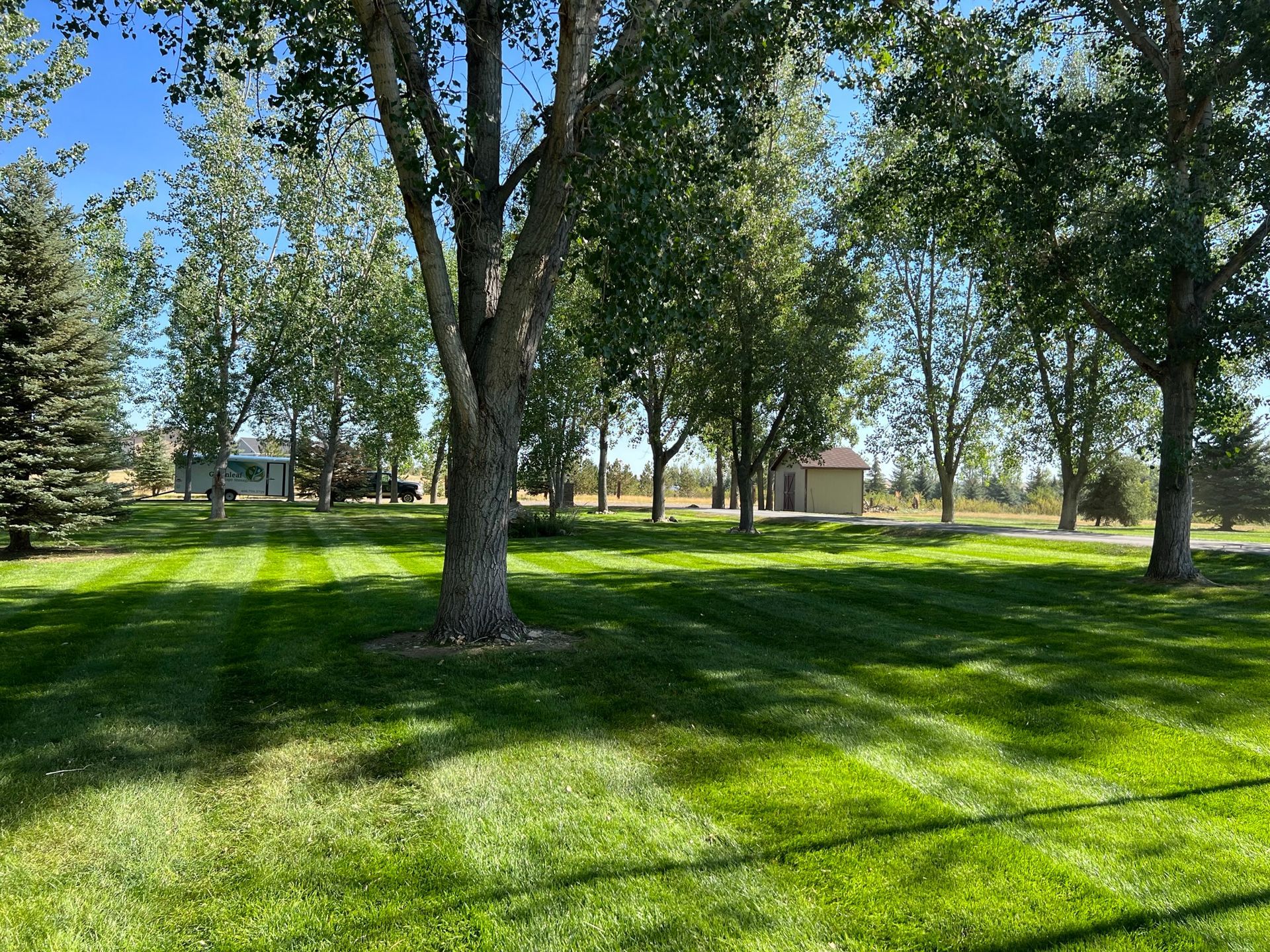 Lawn with trees, freshly mowed stripes. Light green grass, blue sky, buildings in the distance. Sunny day.