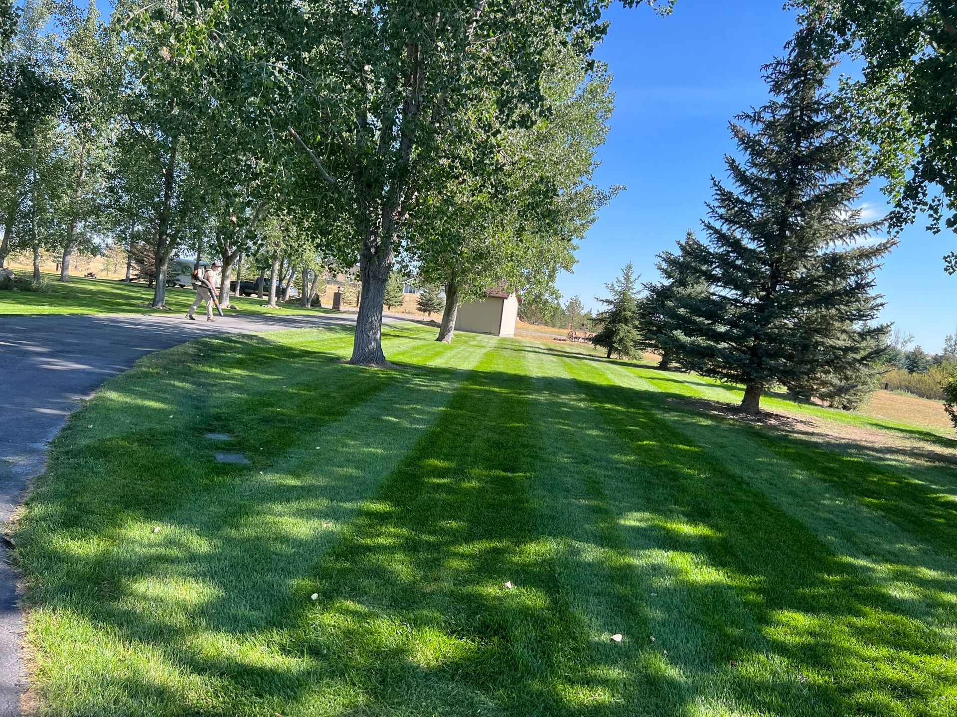Lawn with alternating dark and light green stripes, trees, and a shed under a bright blue sky.