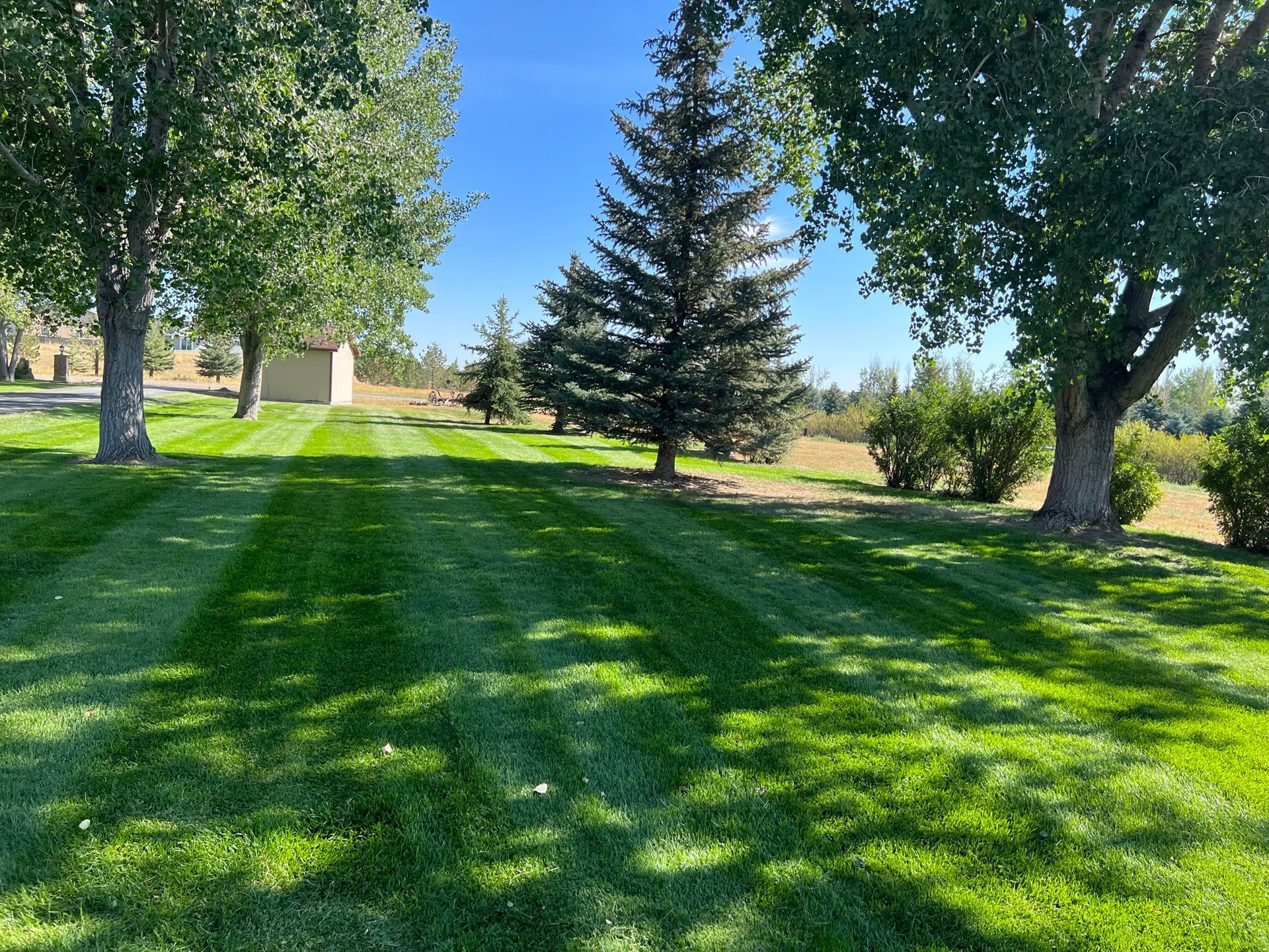 Lawn mowed with stripes. Green grass, trees, and a blue sky.