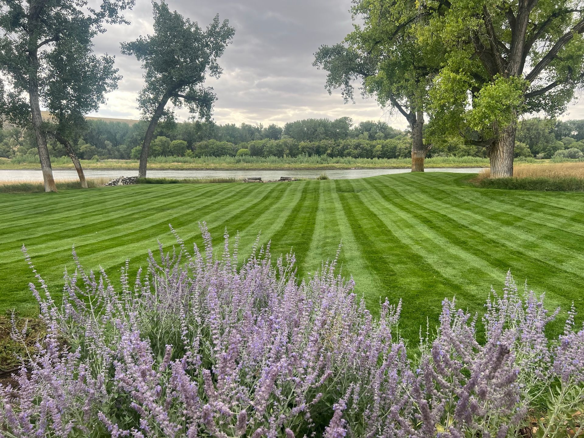 Well-manicured lawn with lavender flowers, trees, and river under a cloudy sky.