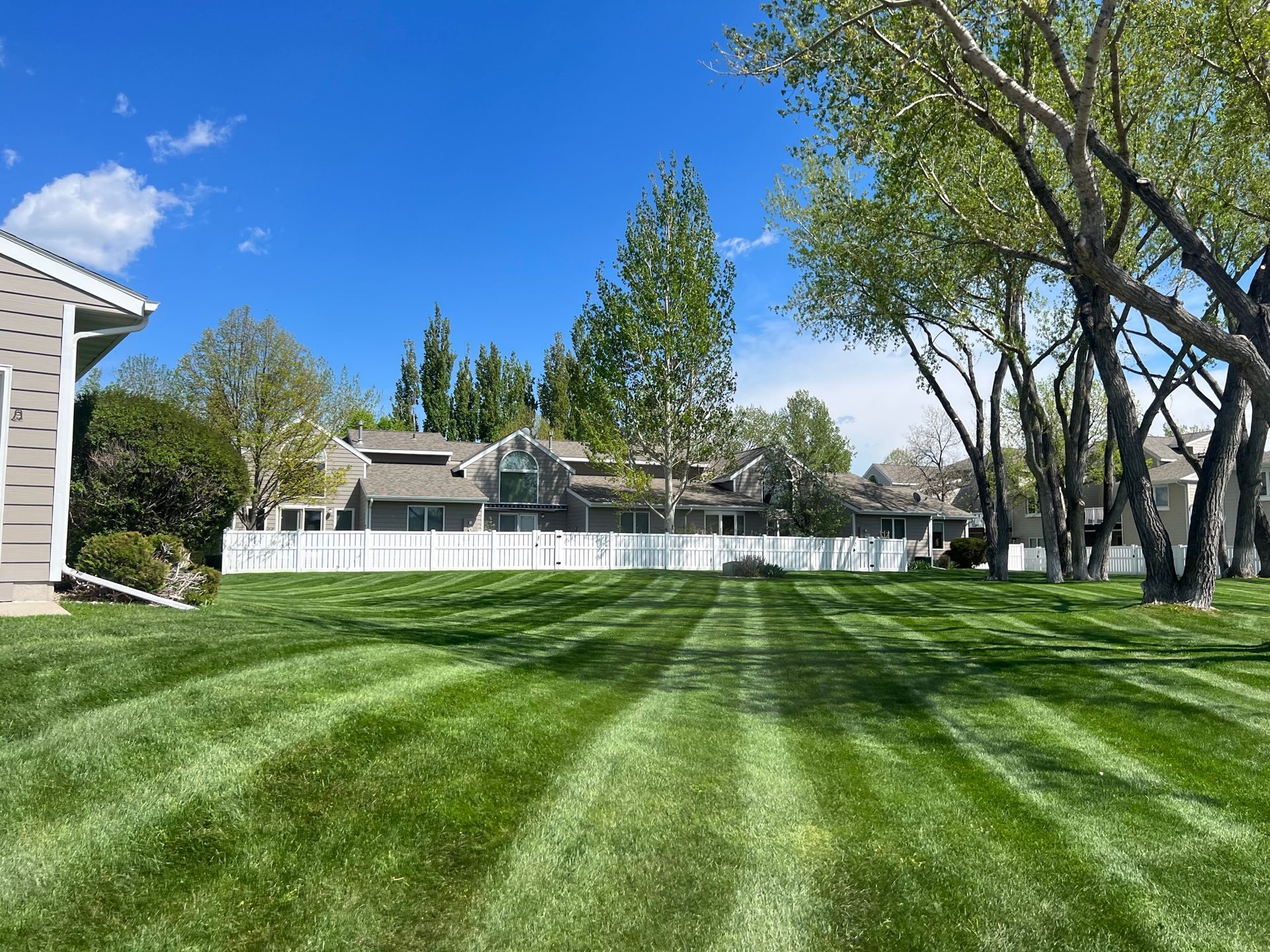 Lush green lawn with mowing stripes, white fence, trees, and houses under a blue sky.