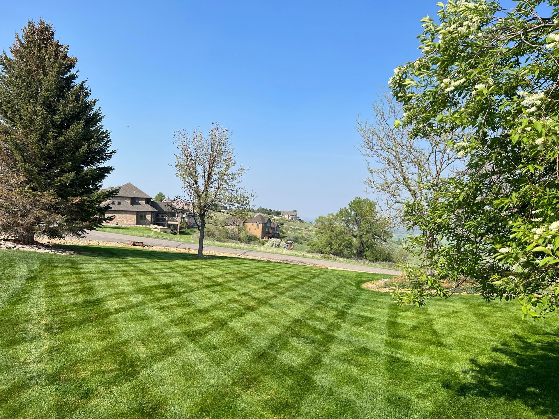 Green, striped lawn with trees and houses under a clear blue sky.