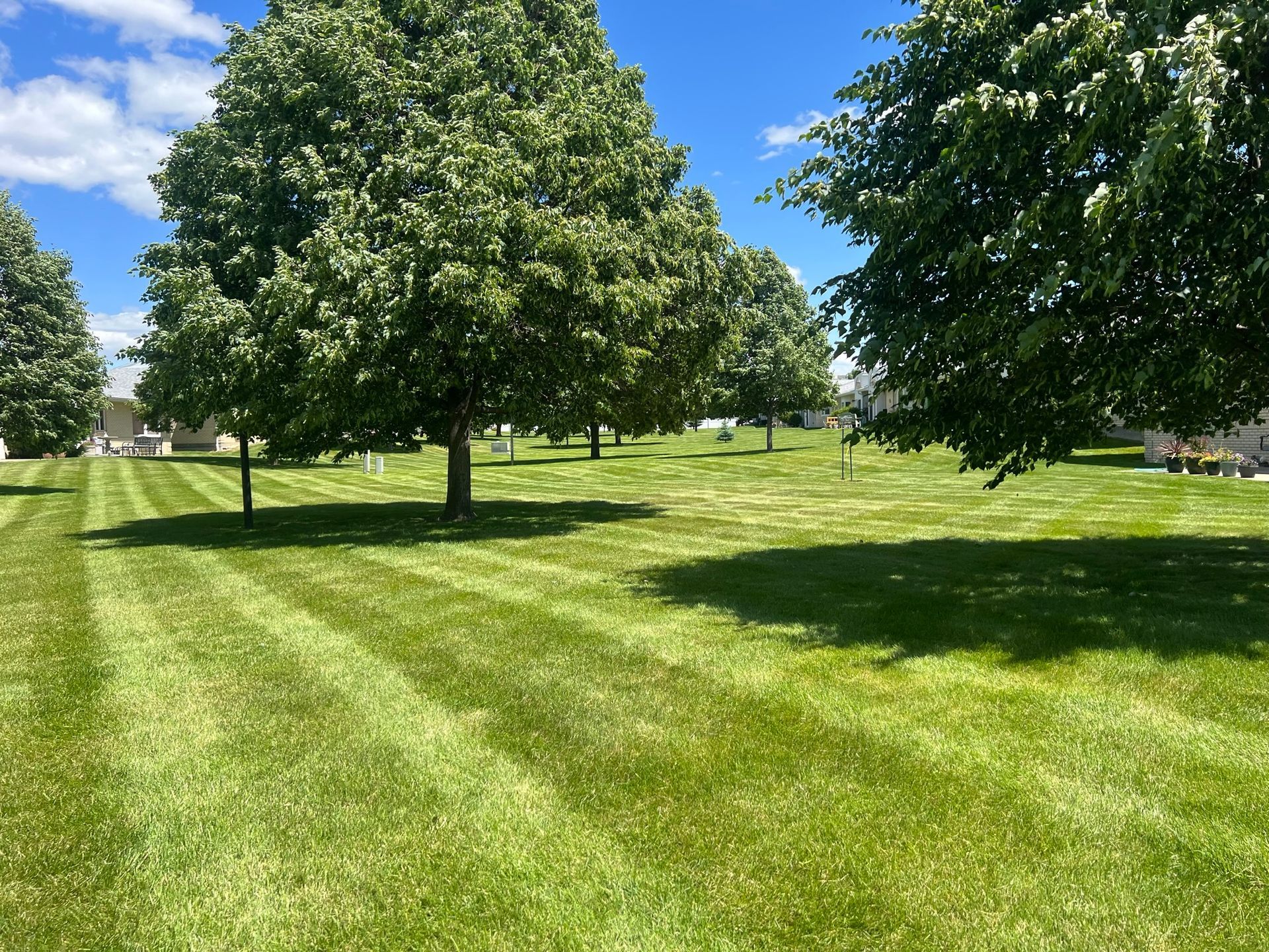 Lawn with mowed stripes, trees, and blue sky.