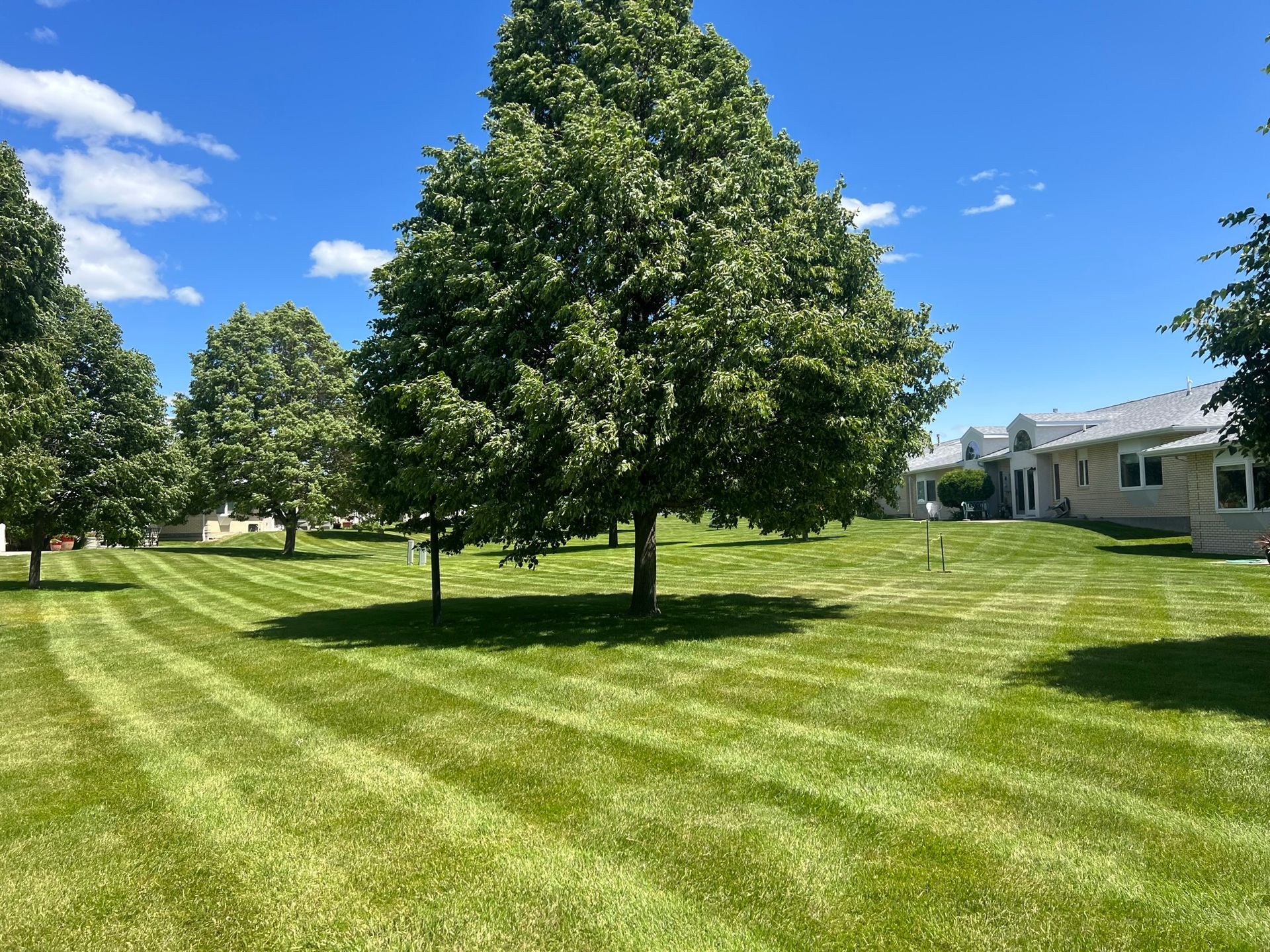 A lush green lawn with trees and a house in the background.