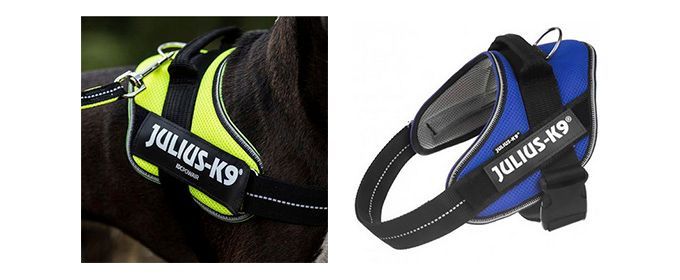 Dog Harness with Julius-K9 printed on it
