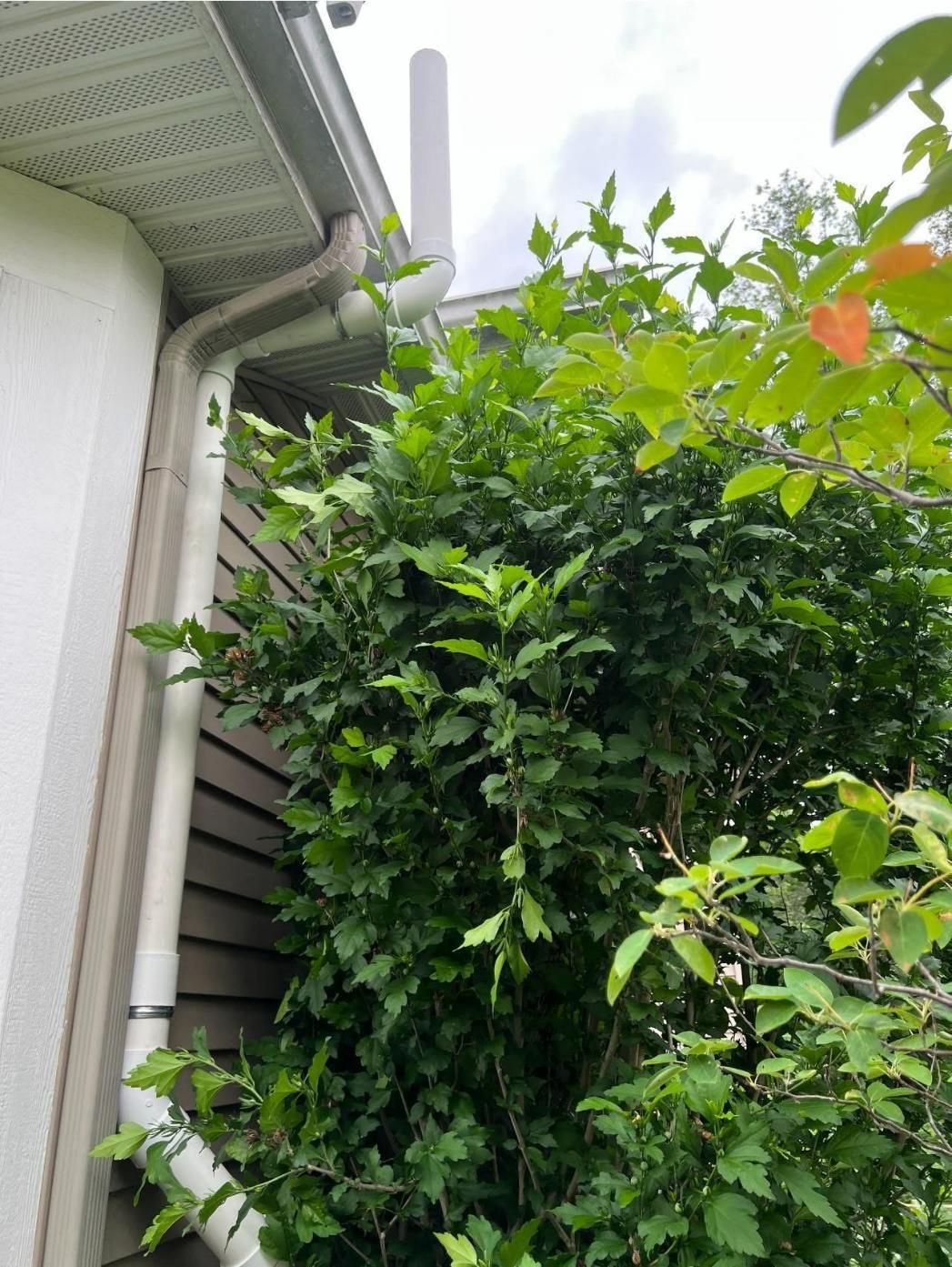 White drain pipe and antenna mounted on house siding next to dense green bush.