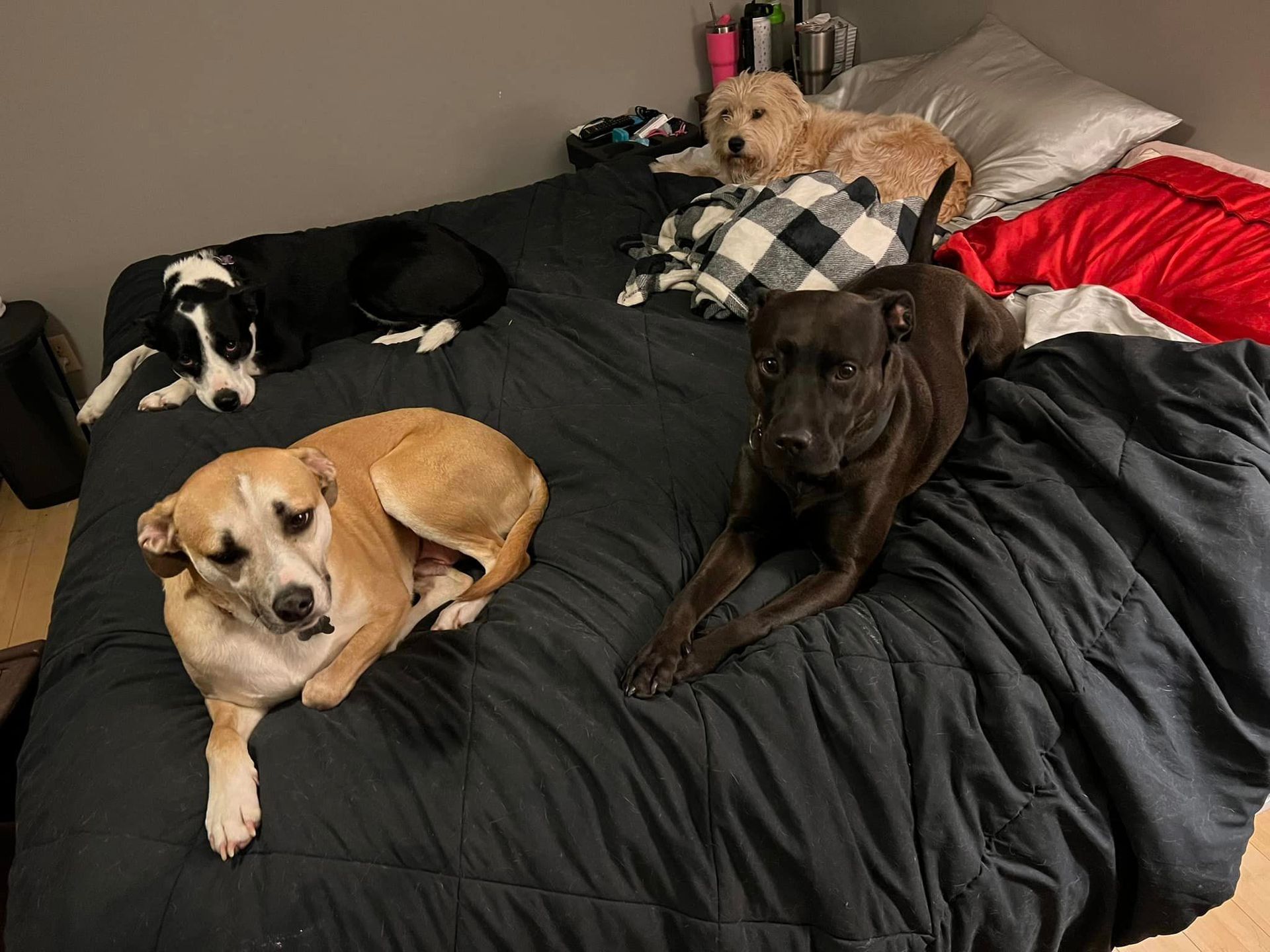 Group of dog | Elko, MN | Chip's Palace