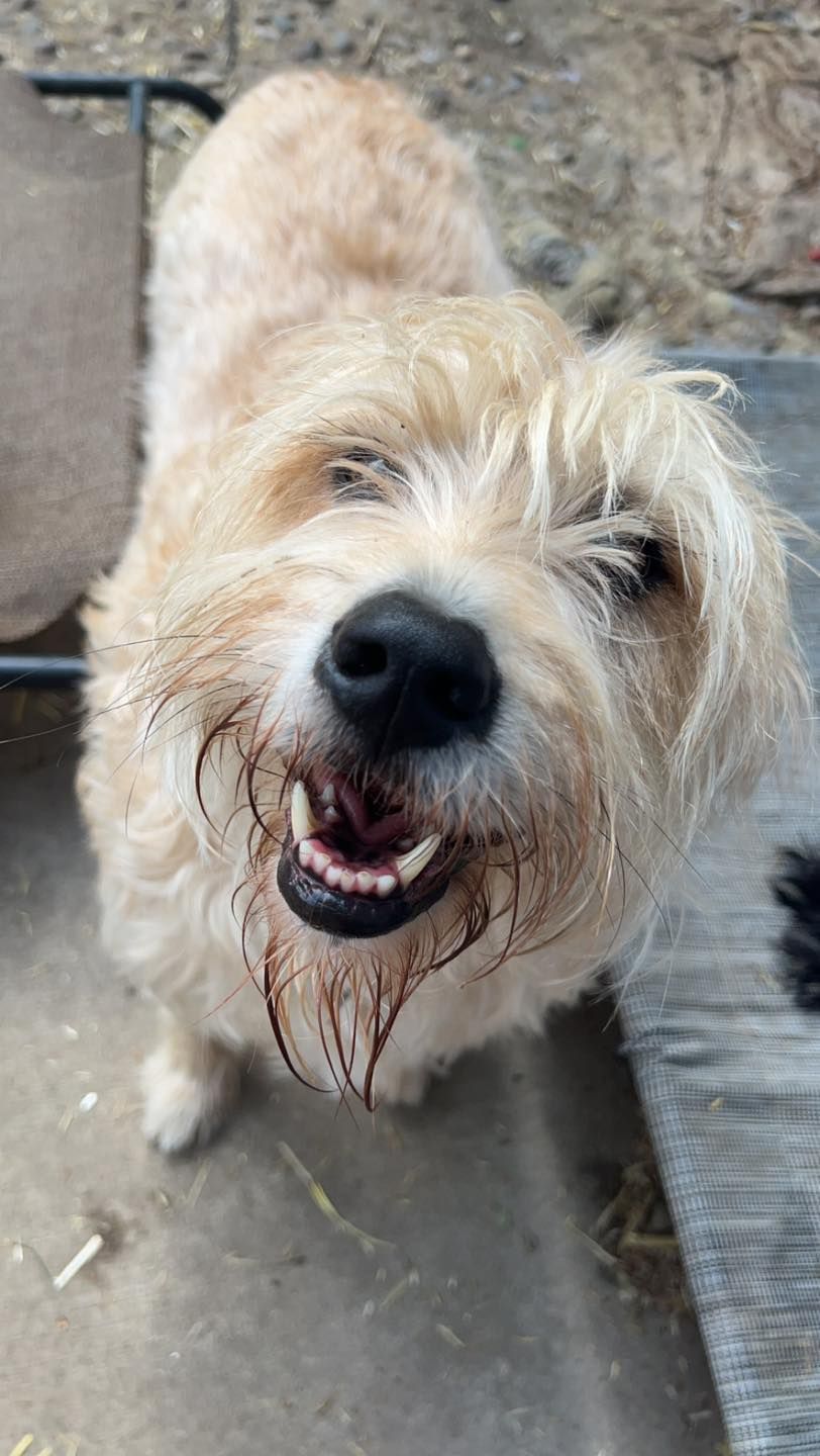 Close up dog picture | Elko, MN | Chip's Palace