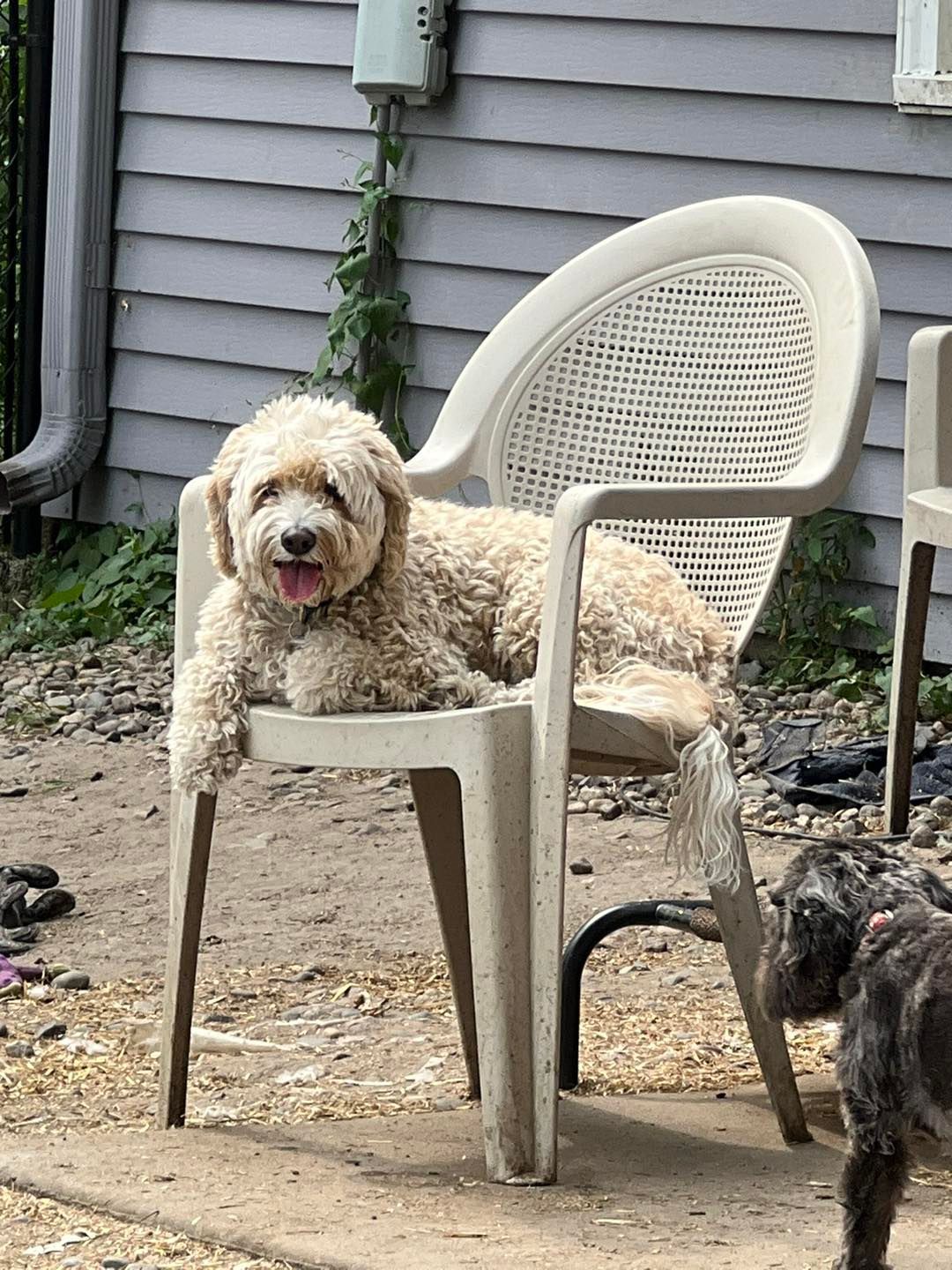 Dog on the chair | Elko, MN | Chip's Palace