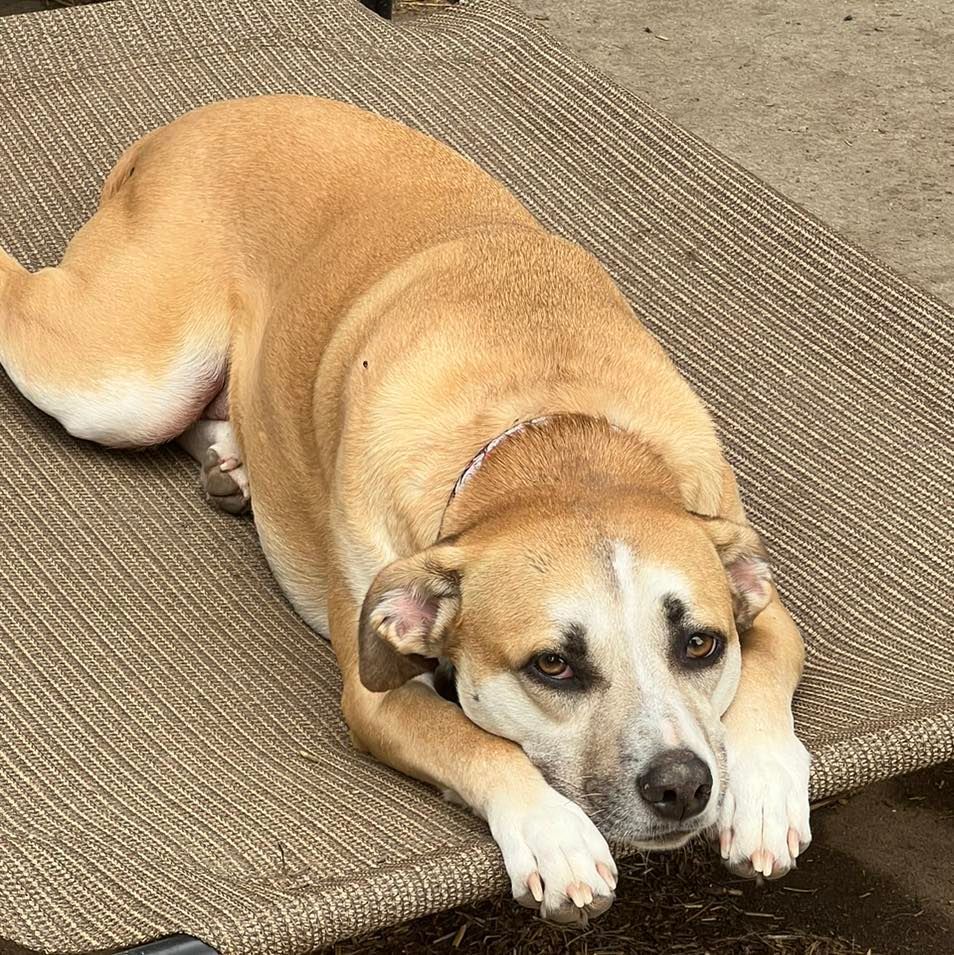 Dog lying on the floor | Elko, MN | Chip's Palace