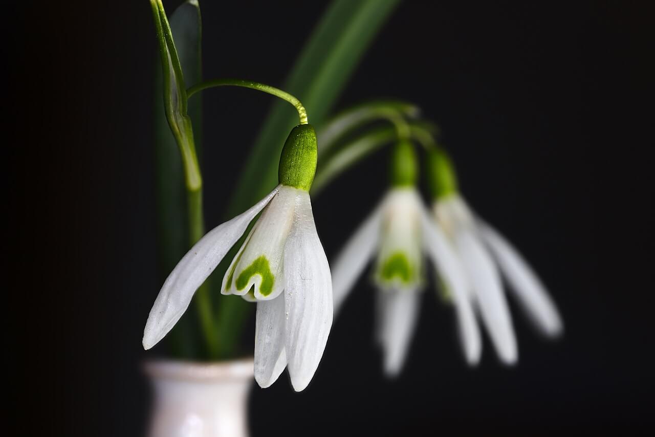 Cost of Cremation in Maryland Snowdrop Flower