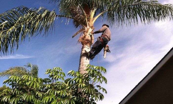 Jacksonville Tree Trimming Service
