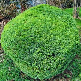 Green, dome-shaped bush in a grassy yard.