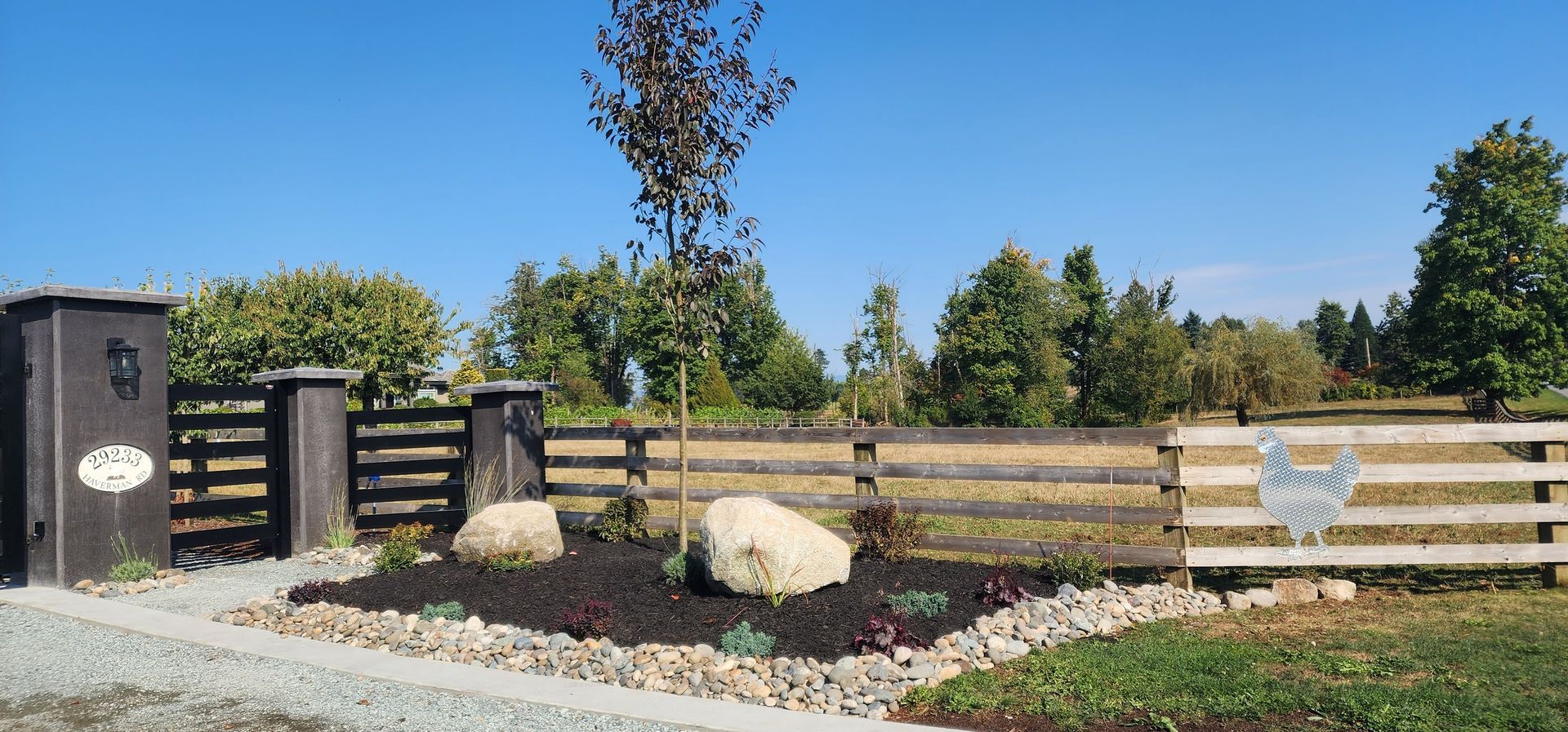 A wooden fence with a decorative metal chicken. Landscaping with rocks and mulch in front of it. Clear blue sky.