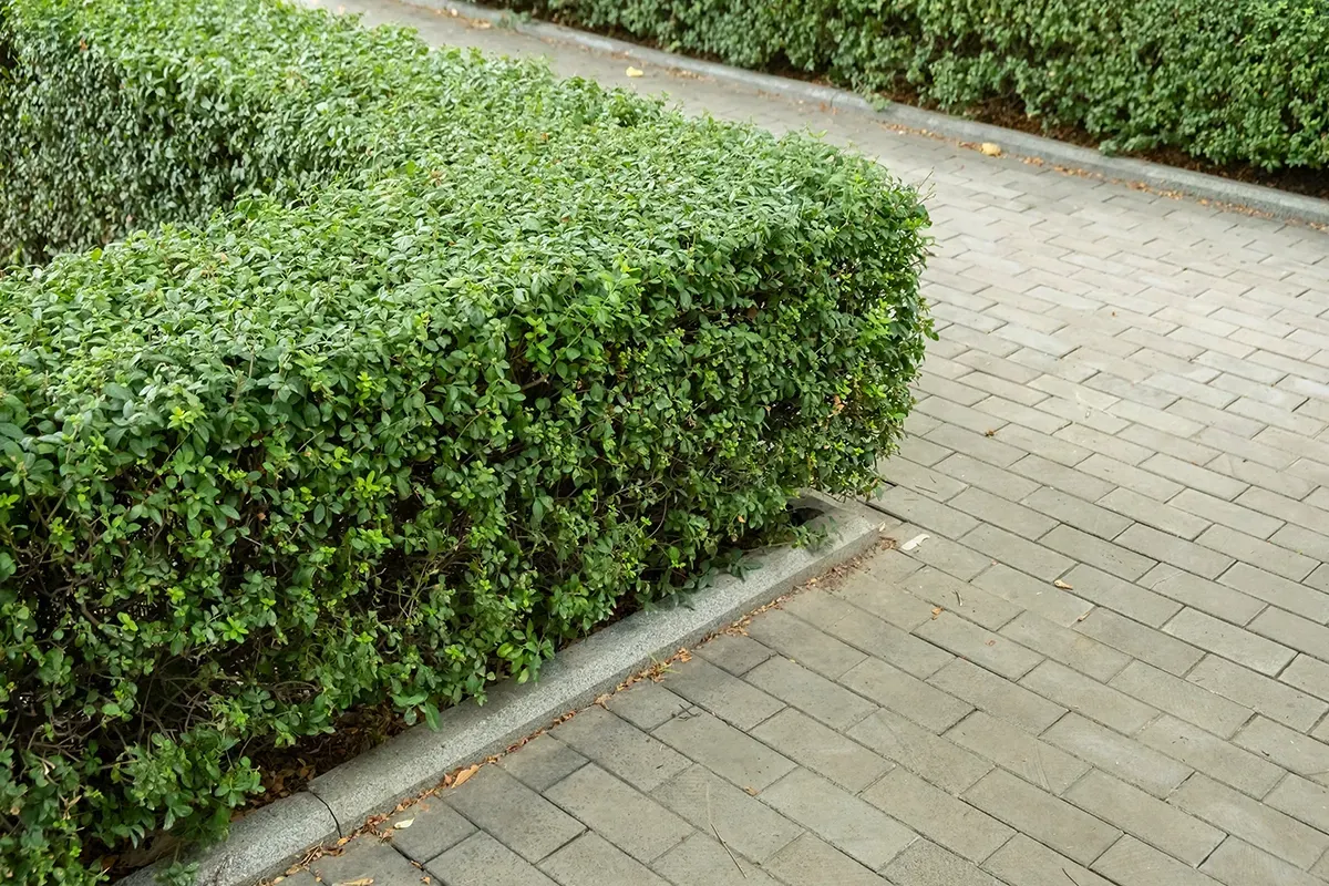 Green hedge borders a brick paved pathway.
