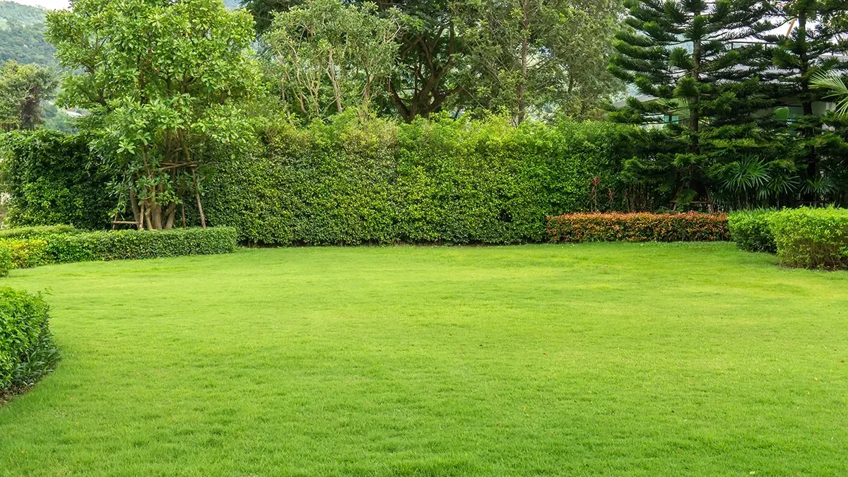 Lush green lawn surrounded by neatly trimmed hedges and trees in a natural outdoor setting.