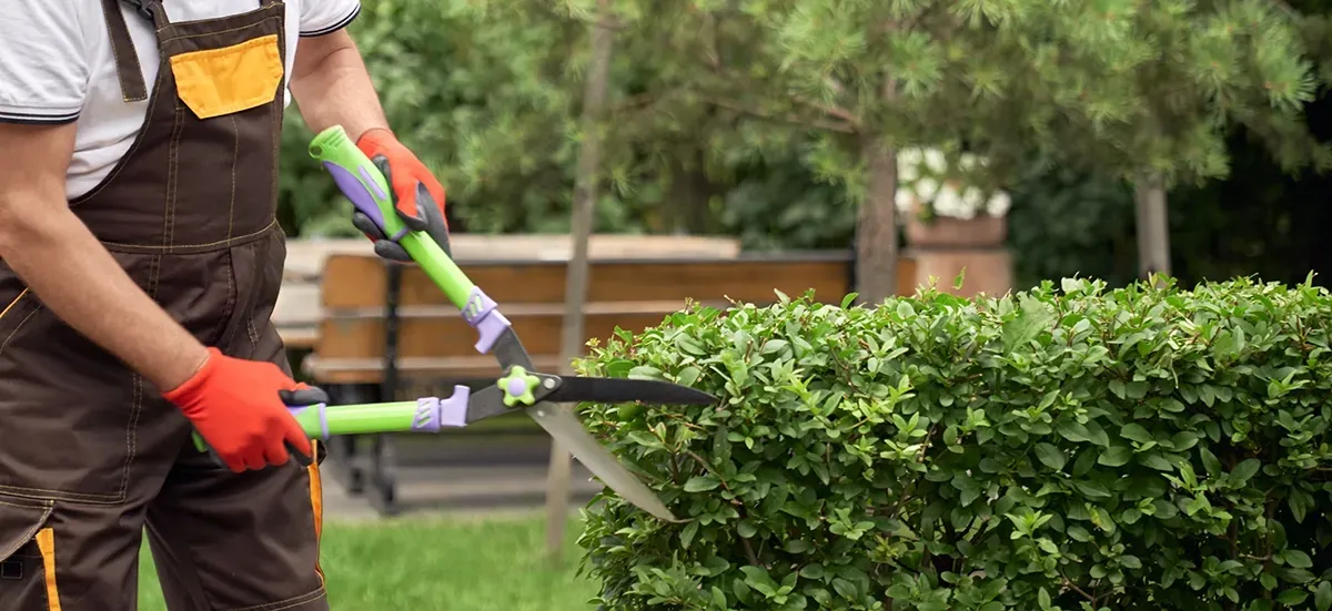 Person trimming a hedge with green shears, wearing red gloves and brown overalls, outdoors.