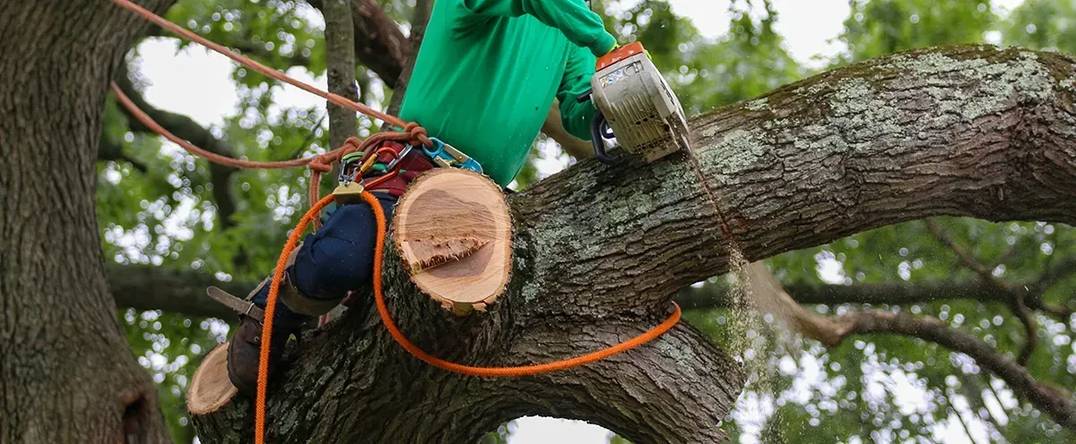 Arborist in green shirt using a chainsaw to cut a branch, secured to the tree with safety rope.
