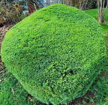 Green, dome-shaped bush in a grassy yard.