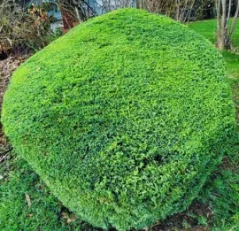 Green, dome-shaped bush in a grassy yard.