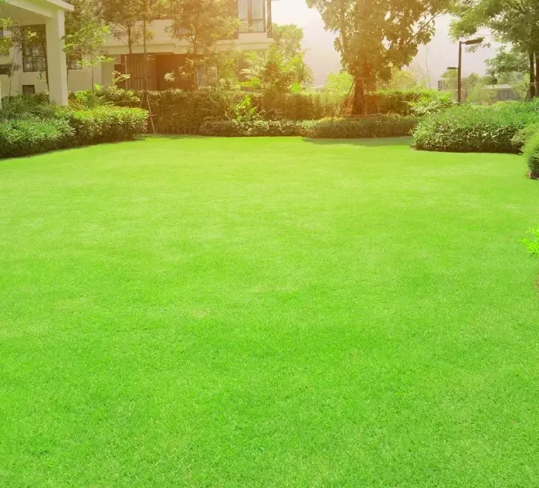 Green, manicured lawn with shrubs and a house in the background. Bright sunlight.