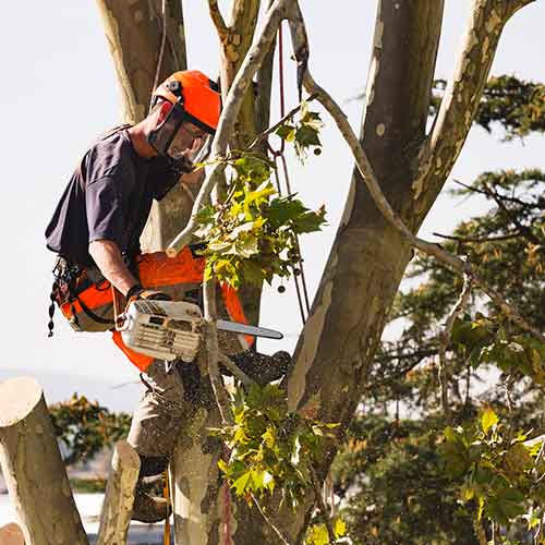 Tree Removal — Hyannis, MA — Pro Brighter Landscaping and Masonry