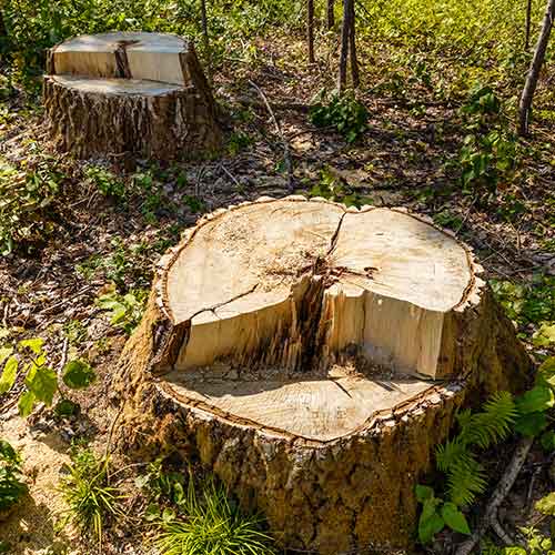 Birch Stump — Hyannis, MA — Pro Brighter Landscaping and Masonry