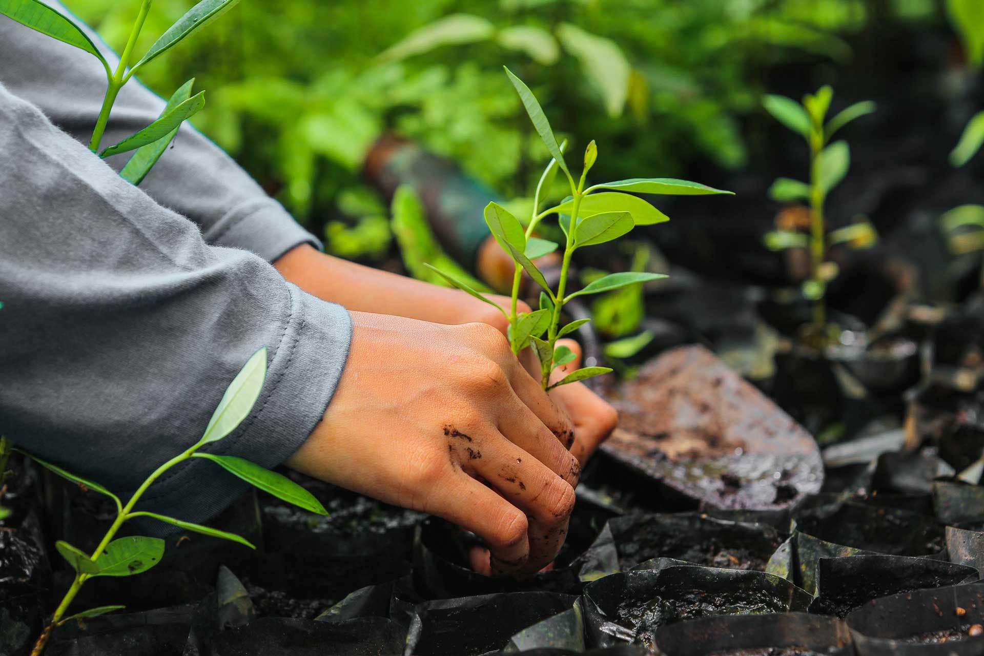 Plant and Tree Installations — Hyannis, MA — Pro Brighter Landscaping and Masonry