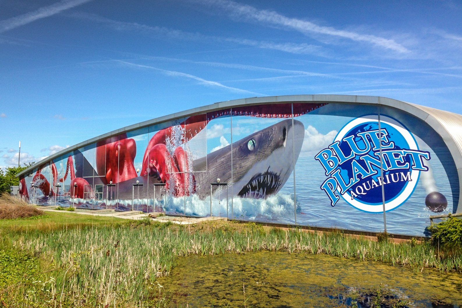 A large mural of a shark is painted on the side of a building.