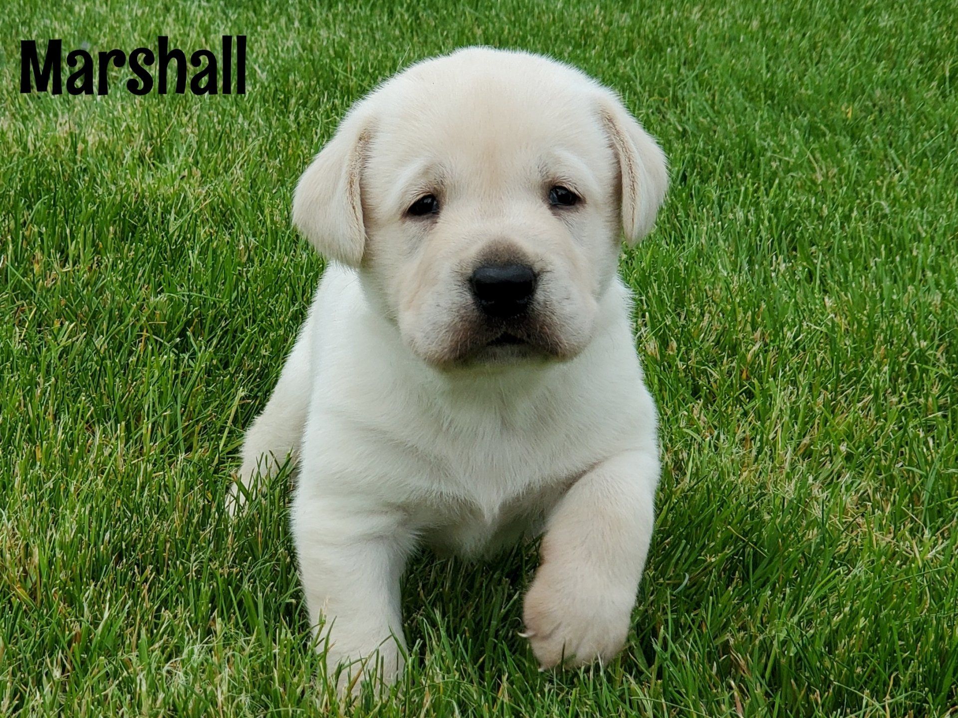 Crystal Acres Labrador Retrievers Dog breeder Grabill, IN