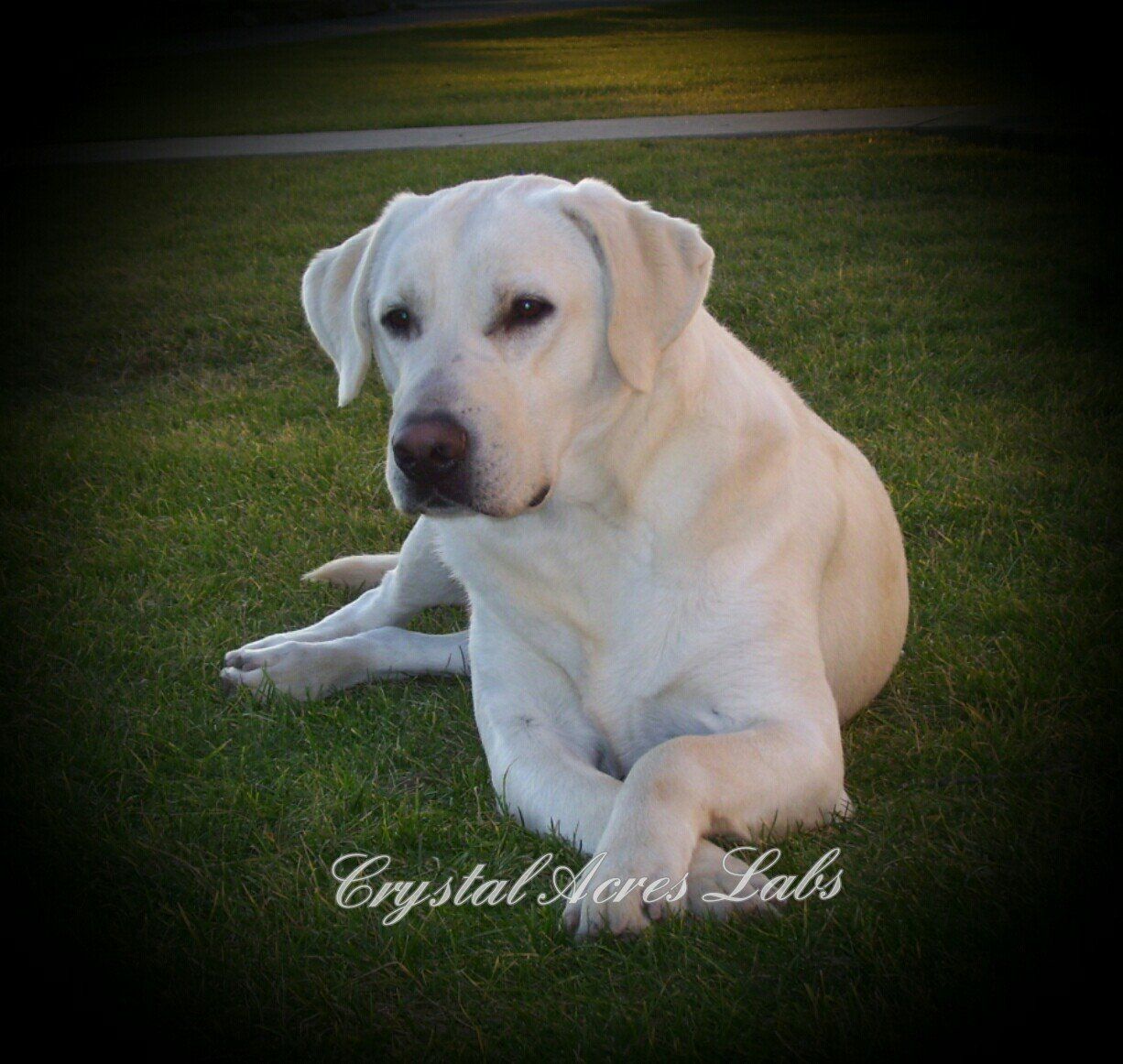 A labrador retriever in the sunset from a dog breeder in Grabill, IN